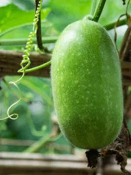 ছাই করলা
