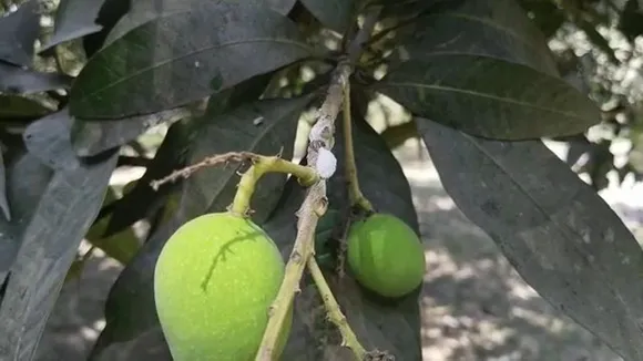 Malda mango yield may be low due to insect attack , মালদার আম কী এবার সোনার পাথর-বাটি? ঘোর আশঙ্কা