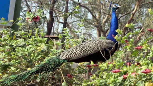 peacock suffering from heatstroke at rajhat in hooghly , হুগলিতে হিটস্ট্রোকে কাবু 'জাতীয় পাখি' ময়ূর