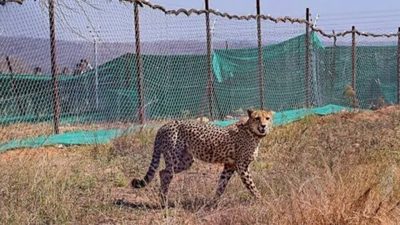 space for cheetahs