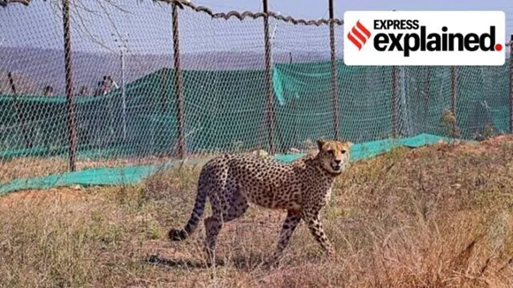 Cheetahs