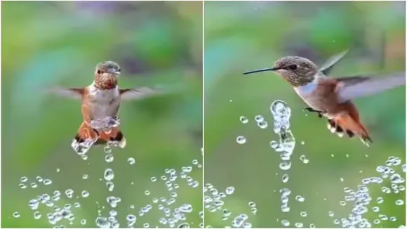 Viral Video of Humming Bird, Trending Video of Humming Bird, Twitter Viral Video of Humming Bird, Amazing Video of Humming Bird, Shocking Video of Humming Bird, Hatke Khabar, Khabren Zara Hatke, latest tending Video of Humming Bird, trending Video of Humming Bird on twitter, trending Video of Humming Bird on facebook, trending Video of Humming Bird on instagram, trending Video of Humming Bird on youtube
