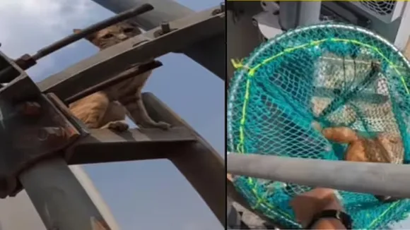 viral video, cat rescued, cat on mobile tower, anima rescue centre