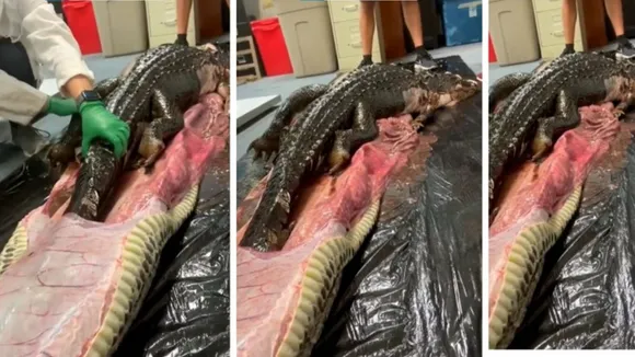 python, python video, crocodile viral video, viral video, crocodile fun video, python viral video,,