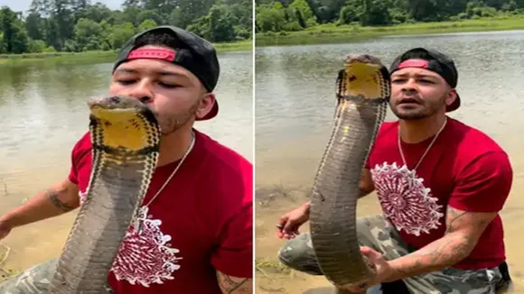 Kissing Snake, Viral Video of Man Kissing Snake, Viral Video, Viral Video of man Kissing snake, man seen kissing king cobra, saanp ko chumta dikha shakhs, nickthewrangler, Instagram Video, Trending Video, Viral Video, Kissing Snake Video, Wildlife Viral Video, Wildlife Video, odd news, viral On Internet, Weird news, strange news, bizarre news, bizarre story, amazing news, strange news, interesting news, viral news, trending news, viral, trending, ajeebogarib, hatke news, ajab gajab, zara hatke, khabar hatke