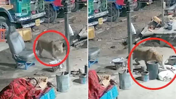 Leopard attacks street dog,leopard Attack Dog,Leopard attack dog video viral,Leopard,dog,IFS officer,IFS Officer Parveen Kaswan,IFS officer Parveen Kaswan tweet,IFS officer Shares Adorable Video,Amazing Video,Shocking Video,hilarious video,Trending Video,Viral News In Hindi,Viral Video News,Highway,dog sleeping on highway,Leopard video,viral video,viral,video"