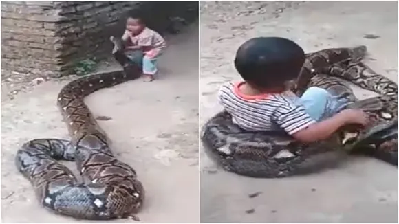 "Viral Video of Python, Trending Video of Python, Twitter Viral Video of Python, Amazing Video of Python, Shocking Video of Python, Hatke Khabar, Khabren Zara Hatke, latest tending Video of Python, trending Video of Python on twitter, trending Video of Python on facebook, trending Video of Python on instagram, trending Video of Python on youtube,