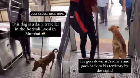 MUMBAI,Mumbai Local train,Street Dog, mumbai local train viral video, mumbai local train video, mumbai local train latest viral video, street dog video, dog video, street dog viral video, mumbai video, social media video, trending video,