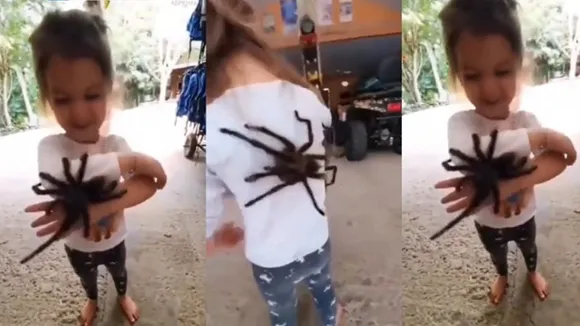 viral news, viral video, viral photo, viral, spider, spider video, spider,