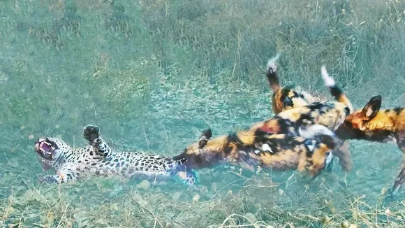 wildlife viral video, viral wildlife video, dogs attack leopard, dogs leopard video, wildlife video, Shocking video, wild dogs revenge on leopard, wild dogs leopard video, Odd News, latest news in hindi, Odd News photos, Funny News videos, breaking Odd News News, Odd News ki Khabar online, Interesting News in Hindi, Hindi Odd News, Latest Odd News, Weird news in Hindi, Strange stories,