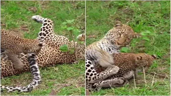 Leopard Cub, Amazing Video of Leopard Cub, Shocking Video of Leopard Cub, Hatke Khabar, Khabren Zara Hatke, latest tending Video of Leopard Cub, trending Video of Leopard Cub on twitter, trending Video of Leopard Cub on facebook, trending Video of Leopard Cub on instagram, trending Video of Leopard Cub on youtube,