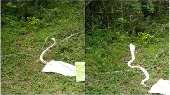 Viral Video of Cobra, Trending Video of Cobra, Twitter Viral Video of Cobra, Amazing Video of Cobra, Shocking Video of Cobra, Hatke Khabar, Khabren Zara Hatke, latest tending Video of Cobra, trending Video of Cobra on twitter, trending Video of Cobra on facebook, trending Video of Cobra on instagram, trending Video of Cobra on youtube,