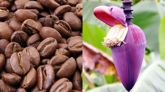 moka or mocha what is the real name of the cyclone formed in the bay of bengal , 'মোকা' নাকি 'মোচা'? ঘূর্ণিঝড়ের নাম নিয়ে চরম বিভ্রান্তি! আসলে কোনটা?