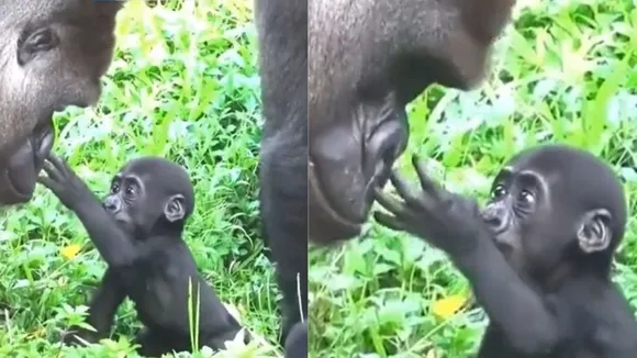 baby gorilla, baby gorilla viral video, baby gorilla video, baby gorilla news, baby gorilla funny video, baby gorilla today viral video