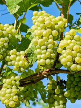 শিরোনামহীন ডিজাইন - 2023-05-10T140415.675