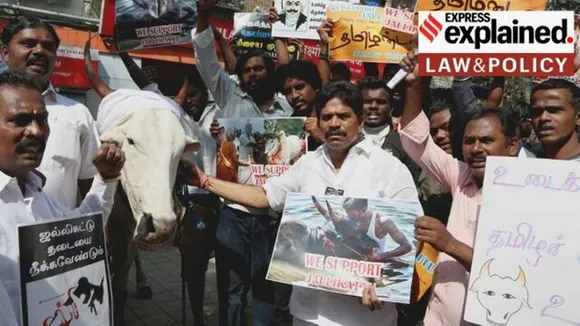 jallikattu protest