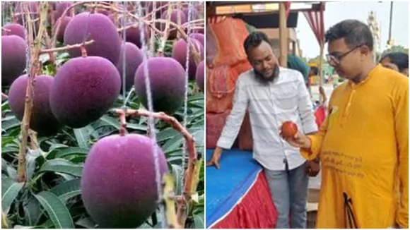 mango, west bengal, siliguri, mango festival, expensive, trending, trending stories