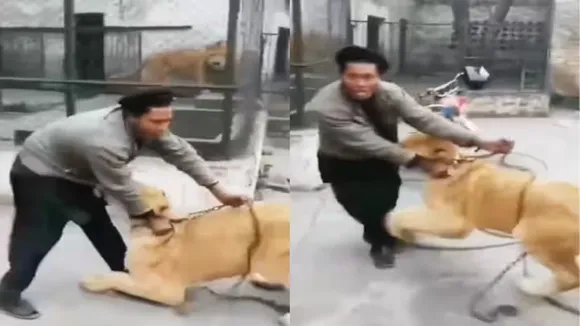 Viral News, Viral News Hindi, Viral News Hindi Today, Video Viral News, Video Viral, Trending News, Trending News Hindi, Trending News In Hindi, Viral, Viral Video, Viral news, Lion Attack Man, Lion Attack Viral Video, Lion Attack Video Viral, Lion Video Viral, Lion Viral Video,
