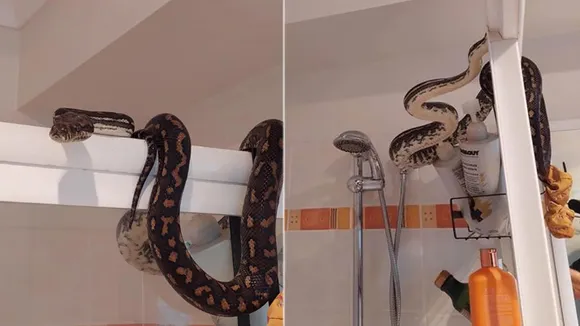 carpet python, Man Sitting On Toilet Spots huge Python on the Shower, Man Sitting On Toilet Spots huge Python, Australia, Python in Australia, Python in toilet, Python, Python story, Python news, viral news, trending news, snake news,