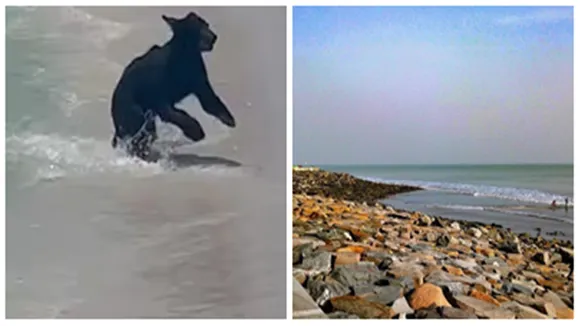 Bear, Florida, Viral Video, Bear Viral Video, Florida News, Florida Viral Video, Florida Beach, Florida Beach Viral Video, Viral Video of Florida Beach, Bear on Florida Beach, Florida Destin Beach, Florida Destin Beach Viral Video, Bear Viral Video on Florida Destin Beach,