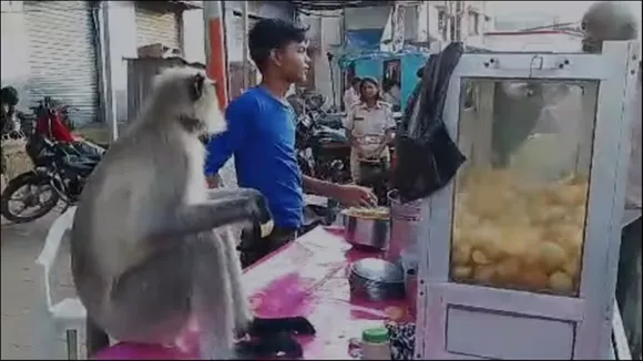 monkey, golgappa, gujarat, viral video, langur, trending, trending stories