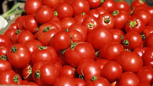 Tomato prices, tomato price, why tomato prices have increased, why tomato price increased, why tomatoes are expensive, why tomatoes become expensive, why tomatoes have become expensive, how much is the price of tomatoes, prices of tomatoes in the markets, How much price of tomato, why are the prices of tomatoes so high,