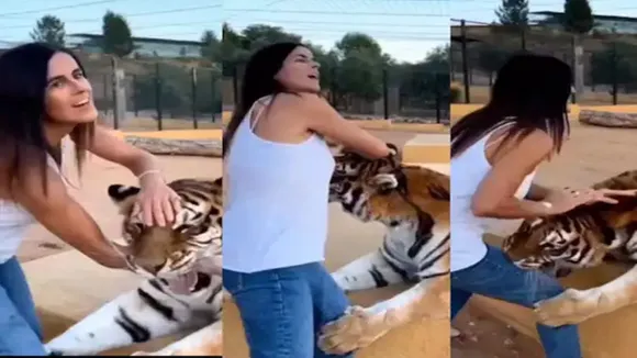 wildlife viral video, girl playing with tiger, Tiger Attacks on Girl, tiger grabbed Girl, tiger attacks girl, girl and tiger video, girl viral video, tiger attack girl, tiger attack, tiger viral video, tiger attack viral,