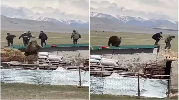 Viral Video of Tiger, Trending Video of Tiger, Amazing Video of Tiger, Shocking Video of Tiger, Hatke Khabar, Khabren Zara Hatke, latest tending Video of Tiger, trending Video of Tiger on twitter, trending Video of Tiger on facebook, trending Video of Tiger on instagram, trending Video of Tiger on youtube, Photosoot With Tiger,