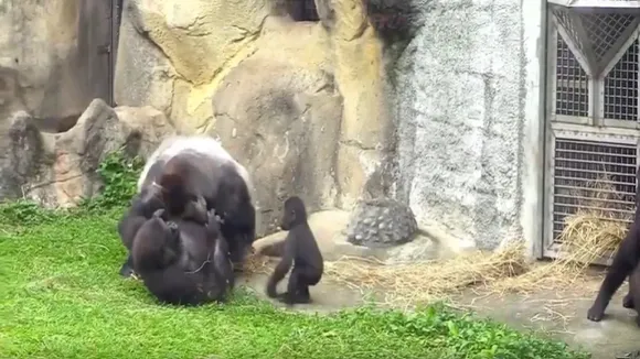 animal viral video, trending video, viral video news