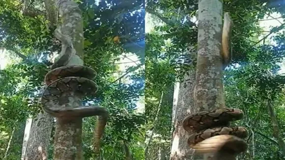 saanp ka video,Saanp,saanp attack,saanpo ki ladai,saanp ki mala,Saanp Ka Viral Video,Incredible Video,snake climbs on straight tree,Shocking Video,viral video,King Cobra,shocking video of giant python,shocking video of Giant Snake,Giant