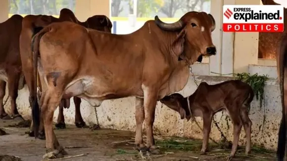 Karnataka, cow, slaughter, protection, BJP, Congress, Indian Express, Express Explained," />