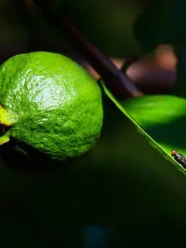 পেয়ারা 6