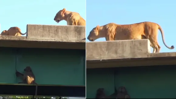 big cats,big cats were seen playing,Lions,lions and monkeys video,Monkey,YouTube,lions on bridge,Shocking Video,Scary video,Viral video,Wildlife Video,wild animal,Trending Video,Viral News,Bandar Aur Shero Ka Video