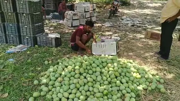 mango farmers and traders of malda are facing losses due to extreme heat , আমের ফলন নজরকাড়া, তবু লাভ যেন দুরাশা! মাথায় হাত মালদার চাষী-ব্যবসায়ীদের
