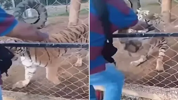 tiger attack video, man insert hand in tiger cage, tiger eat man hand, tiger attack man, tiger attack man from cage, tiger attack viral video, tiger video, tiger man's hand viral video, tiger video, shocking tiger video, weird news, latest news, trending news, ajabgajab, shocking news
