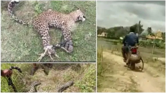 karnataka cub video, leopard video, karnataka news, leopard video, man ties leopard to bike, leopard bike