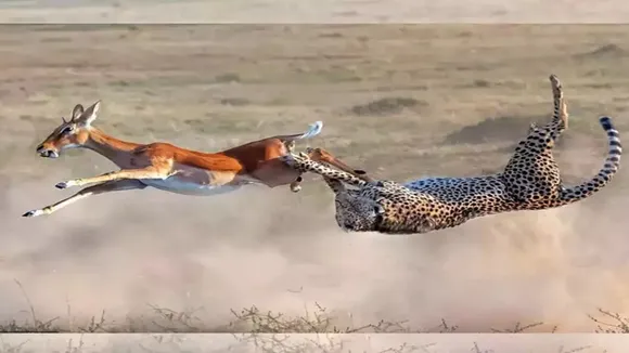 Fact check,impala,cheetah,viral