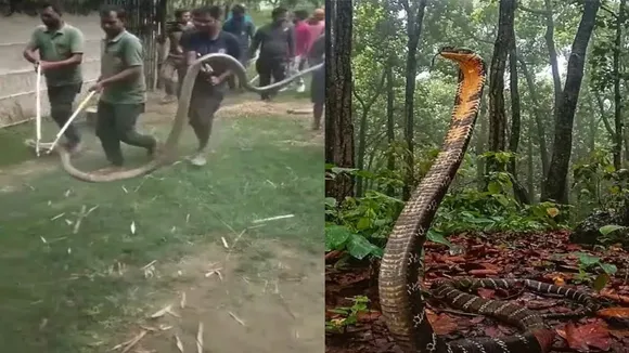 king kobra, snake, corbra video, viral snake video, West Champaran NewsWest Champaran News in Hindi,West Champaran News Today,West Champaran City News