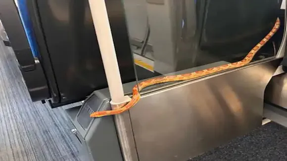 snake on a train, corn snake on a train,snake in train, snake on Shipley to Leeds tarin,snake slithering tarin,reptile,Ajab Gajab news, Shocking news, Weird news, OMG News, bizarre news, amazing news