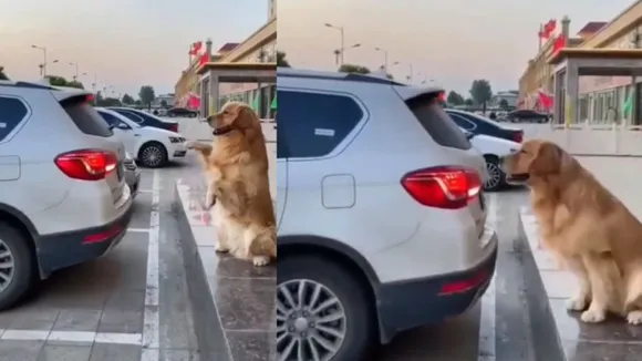 Latest dog Viral Video, News Nation Viral Video, Viral Video, dog Trending Viral Video, Viral News in Hindi, Viral Video Clip, Viral Video News, fuuny dog video,, न्यूज़ नेशन, news nation, news nation live tv, news nation live, news nation videos