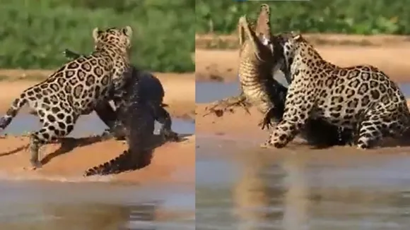 Latest wildlife Viral Video, News Nation Viral Video, wildlife Viral Video, jaguar Trending Viral Video, Viral News in Hindi, Viral Video Clip