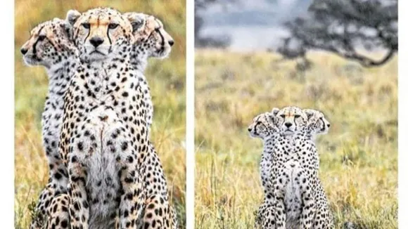 Three-headed panther, This amazing picture surprised everyone, This amazing picture of Paul Goldstein's three-headed panther surprised everyone, The picture of the three-headed panther surprised, the picture of the three-headed panther went viral, viral,