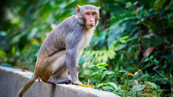 "Rampur News,UP news,Uttar Pradesh News,UP news in Hindi,UP Hindi news,latest UP news,today news,Monkey snatches bag containing lakh in UP,Monkey snatches bag full of Rs 1.5 lakh rupees,Monkey snatches bag climbs on tree,Shocking video,Monkey,monkey viral video,trending video