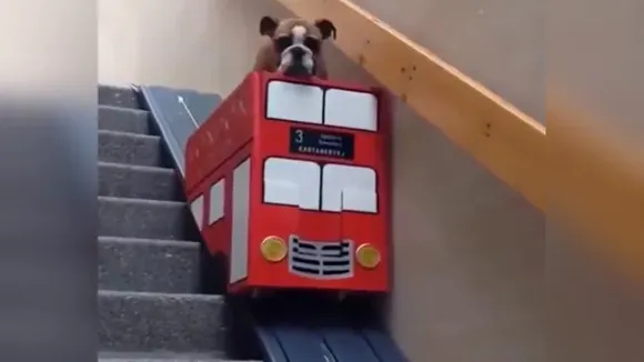 dog videos, custom-made lift, escalator, London Bus Service, pet owner