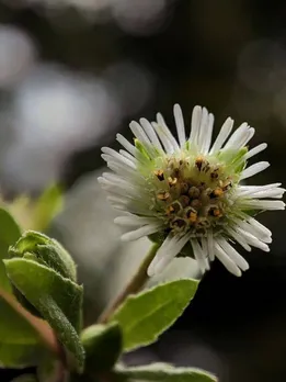 FALSE DAISY