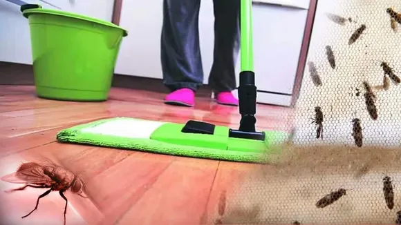 How To Get Rid Of Rain Insects