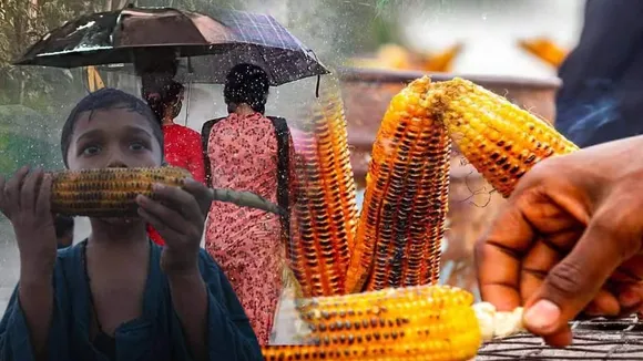 Side Effects Eating Sweet Corn In Monsoon