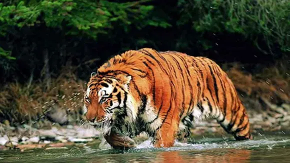 tourists saw tigers in the sundarbans river