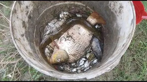 Fish Malda 1