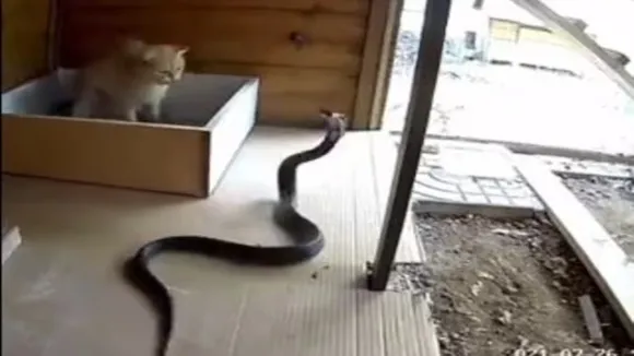 Cats vs Snakes fights, big cats vs big snakes, do cats eat snakes, funny Video, Bizarre Stories, Unexplained Stories, Mysterious Stories, Weird Stories, Astonishing Stories, Peculiar Stories, Eerie, Extraordinary Stories"/>